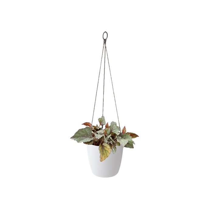 brussels hanging basket 18cm white